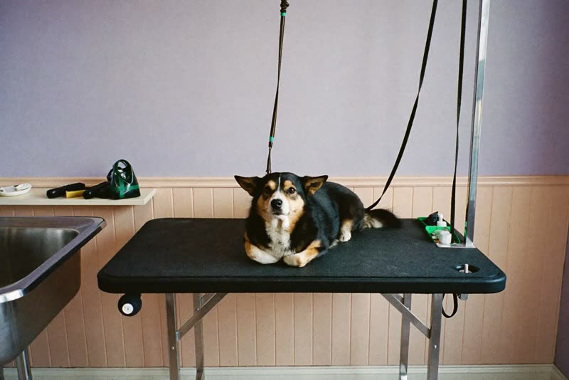 The grooming room, with table, bath and tools laid out