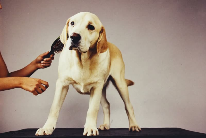 A labrador being brushed out on the grooming table