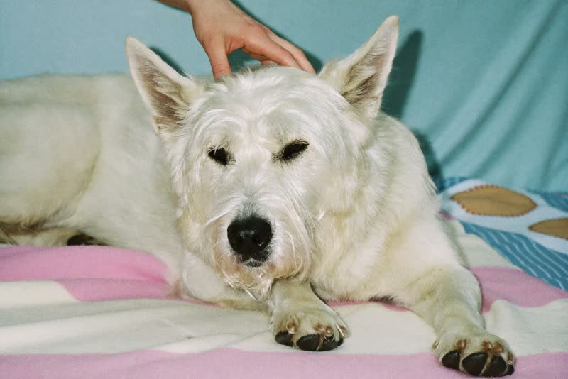 An older crossbreed resting after its groom