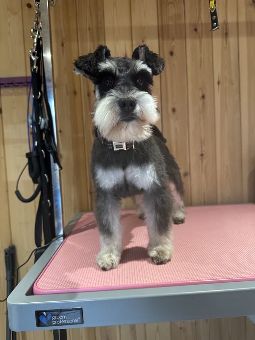 A freshly groomed salt-and-pepper miniature schnauzer standing on a pink non-slip mat at the grooming table