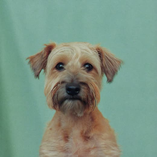 A small wiry-coated terrier after a hand-strip