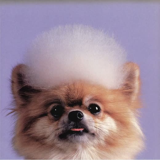 A Pomeranian with a freshly scissored fluffy trim